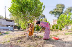 Tree Plantations